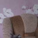 Подробнее об объявлении «Нижнекамск Пропала кошка» Фото: пропала кошка  «Нижнекамск Пропала кошка» в г. Нижнекамск