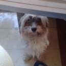 Подробнее об объявлении «Пропала собака кобель Санкт-Петербург» Фото: пропала собака Китайская хохлатая собака «Пропала собака кобель Санкт-Петербург» в г. Санкт-Петербург