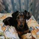 Подробнее об объявлении «Пропала собака Нижний Новгород» Фото: пропала собака Такса «Пропала собака Нижний Новгород» в г. Нижний Новгород