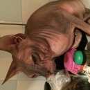 Подробнее об объявлении «Найден кот Магнитогорск» Фото: найдена кошка Сфинкс «Найден кот Магнитогорск» в г. Магнитогорск