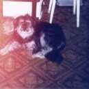 Подробнее об объявлении «Пропала собака Зеленоград» Фото: пропала собака  «Пропала собака Зеленоград» в г. Зеленоград