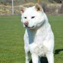 Подробнее об объявлении «Пропала собака сука акита ину белая Симферополь» Фото: пропала собака Акита-ину «Пропала собака сука акита ину белая Симферополь» в г. Симферополь