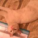 Подробнее об объявлении «Мытищи Найдена кошка белая с разноцветными глазами» Фото: найдена кошка  «Мытищи Найдена кошка белая с разноцветными глазами» в г. Мытищи