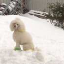 Подробнее об объявлении «Пропала собака кобель белый пудель Королев» Фото: пропала собака Пудель «Пропала собака кобель белый пудель Королев» в г. Королев