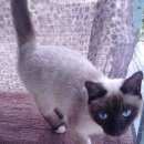 Подробнее об объявлении «Найдена кошка кот Ханты-Мансийск» Фото: найдена кошка  «Найдена кошка кот Ханты-Мансийск» в г. Ханты-Мансийск