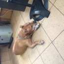 Подробнее об объявлении «Найдена собака кобель Дмитров» Фото: найдена собака  «Найдена собака кобель Дмитров» в г. Дмитров