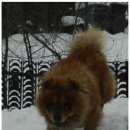 Подробнее об объявлении «Пропала собака кобель чау-чау рыжий Самара» Фото: пропала собака Чау-чау «Пропала собака кобель чау-чау рыжий Самара» в г. Самара