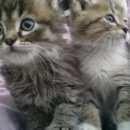 Подробнее об объявлении «Найдена кошка котята остались без мамы Магнитогорск» Фото: найдена кошка  «Найдена кошка котята остались без мамы...» в г. Магнитогорск