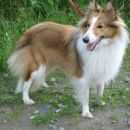 Подробнее об объявлении «Санкт-Петербург Пропала собака» Фото: пропала собака Шелти «Санкт-Петербург Пропала собака» в г. Санкт-Петербург