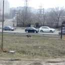 Подробнее об объявлении «Воронеж Найдена собака кобель шарпей» Фото: найдена собака Шар-пей «Воронеж Найдена собака кобель шарпей» в г. Воронеж