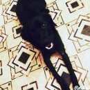 Подробнее об объявлении «Анапа Пропала собака кобель» Фото: пропала собака  «Анапа Пропала собака кобель» в г. Анапа