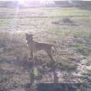 Подробнее об объявлении «Воронеж Найдена собака кобель» Фото: найдена собака  «Воронеж Найдена собака кобель» в г. Воронеж