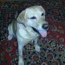 Подробнее об объявлении «Софрино Найдена собака кобель палевый лабрадор кобель» Фото: найдена собака Лабрадор ретривер «Софрино Найдена собака кобель палевый лабрадор...» в г. Софрино