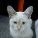 Подробнее об объявлении «Троицк Найден кот» Фото: найдена кошка  «Троицк Найден кот» в г. Троицк