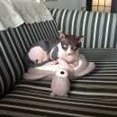 Подробнее об объявлении «Мытищи Пропал кот» Фото: пропала кошка Сфинкс «Мытищи Пропал кот» в г. Мытищи