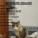 Подробнее об объявлении «Пропала кошка пуня Москва» Фото: пропала кошка  «Пропала кошка пуня Москва» в г. Москва