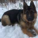 Подробнее об объявлении «Подольск Пропала собака овчарка маргоша» Фото: пропала собака Немецкая овчарка «Подольск Пропала собака овчарка маргоша» в г. Подольск