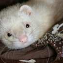 Подробнее об объявлении «Санкт-Петербург Пропал хорек» Фото: пропало другое животное  «Санкт-Петербург Пропал хорек» в г. Санкт-Петербург