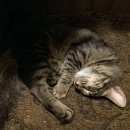 Подробнее об объявлении «Найдена кошка молоденькая кошка Реутов» Фото: найдена кошка  «Найдена кошка молоденькая кошка Реутов» в г. Реутов