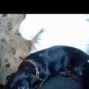 Подробнее об объявлении «Пропала собака кобель Самара» Фото: пропала собака Такса «Пропала собака кобель Самара» в г. Самара