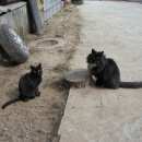 Подробнее об объявлении «Дубна Пропал кот» Фото: пропала кошка  «Дубна Пропал кот» в г. Дубна