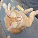 Подробнее об объявлении «Одинцово Пропал кот» Фото: пропала кошка  «Одинцово Пропал кот» в г. Одинцово