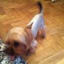 Подробнее об объявлении «Нарофоминск Пропала собака» Фото: пропала собака Йоркширский терьер «Нарофоминск Пропала собака» в г. Нарофоминск