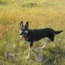 Подробнее об объявлении «Омск Пропала собака» Фото: пропала собака  «Омск Пропала собака» в г. Омск