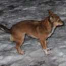 Подробнее об объявлении «Пропала собака Санкт-Петербург» Фото: пропала собака Русский той-терьер «Пропала собака Санкт-Петербург» в г. Санкт-Петербург