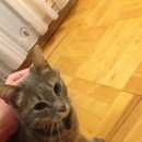 Подробнее об объявлении «Найдена кошка Королев» Фото: найдена кошка  «Найдена кошка Королев» в г. Королев