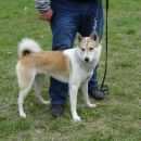 Подробнее об объявлении «Пропала собака Новосибирск» Фото: пропала собака Западно-сибирская лайка «Пропала собака Новосибирск» в г. Новосибирск