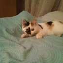 Подробнее об объявлении «Липецк Найдена кошка» Фото: найдена кошка  «Липецк Найдена кошка» в г. Липецк