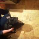 Подробнее об объявлении «Красноярск Найдена собака кобель» Фото: найдена собака Французский бульдог «Красноярск Найдена собака кобель» в г. Красноярск