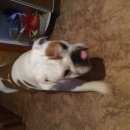 Подробнее об объявлении «Найдена собака кобель Нижний Новгород» Фото: найдена собака Английский бульдог «Найдена собака кобель Нижний Новгород» в г. Нижний Новгород