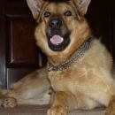 Подробнее об объявлении «Пропала собака кобель Ханты-Мансийск» Фото: пропала собака  «Пропала собака кобель Ханты-Мансийск» в г. Ханты-Мансийск