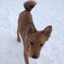 Подробнее об объявлении «Пропала собака кобель Нижний Новгород» Фото: пропала собака  «Пропала собака кобель Нижний Новгород» в г. Нижний Новгород