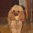 Подробнее об объявлении «Пропала собака Зеленоград» Фото: пропала собака Пудель «Пропала собака Зеленоград» в г. Зеленоград