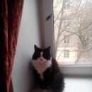 Подробнее об объявлении «Мытищи Найден кот» Фото: найдена кошка  «Мытищи Найден кот» в г. Мытищи