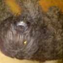 Подробнее об объявлении «Пропала собака кобель Пермь» Фото: пропала собака  «Пропала собака кобель Пермь» в г. Пермь