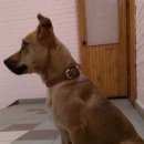 Подробнее об объявлении «Колпино Найдена собака» Фото: найдена собака  «Колпино Найдена собака» в г. Колпино