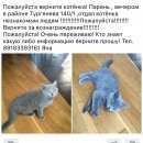 Подробнее об объявлении «Пропала кошка Краснодар» Фото: пропала кошка Британская короткошерстная «Пропала кошка Краснодар» в г. Краснодар
