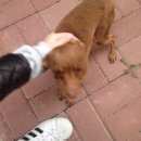 Подробнее об объявлении «Белгород Найдена собака кобель русский той терьер» Фото: найдена собака Русский той-терьер «Белгород Найдена собака кобель русский той терьер» в г. Белгород