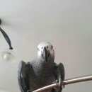 Подробнее об объявлении «Дмитров Пропал попугай краснохвостый жако» Фото: пропало другое животное  «Дмитров Пропал попугай краснохвостый жако» в г. Дмитров