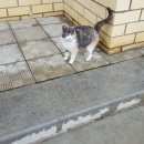 Подробнее об объявлении «Мытищи Найдена кошка» Фото: найдена кошка  «Мытищи Найдена кошка» в г. Мытищи