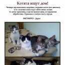 Подробнее об объявлении «Найдена кошка Нижний Новгород» Фото: найдена кошка  «Найдена кошка Нижний Новгород» в г. Нижний Новгород