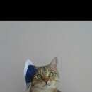 Подробнее об объявлении «Пропал кот Томск» Фото: пропала кошка  «Пропал кот Томск» в г. Томск