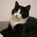 Подробнее об объявлении «Найдена кошка Ханты-Мансийск» Фото: найдена кошка  «Найдена кошка Ханты-Мансийск» в г. Ханты-Мансийск