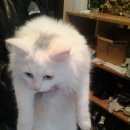 Подробнее об объявлении «Найдена кошка Ханты-Мансийск» Фото: найдена кошка  «Найдена кошка Ханты-Мансийск» в г. Ханты-Мансийск