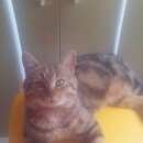 Подробнее об объявлении «Геленджик Пропал кот» Фото: пропала кошка Бенгальская «Геленджик Пропал кот» в г. Геленджик