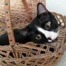 Подробнее об объявлении «Геленджик Пропал кот» Фото: пропала кошка  «Геленджик Пропал кот» в г. Геленджик